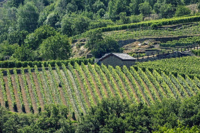 Nearby vineyards