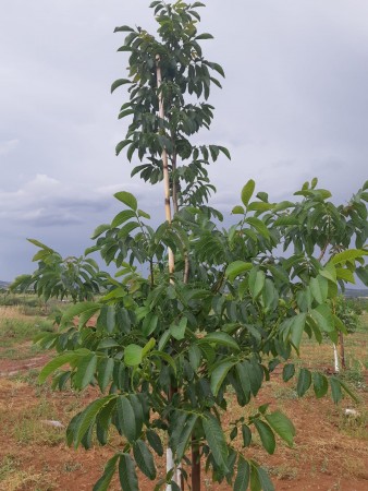 4 years old Walnut tree