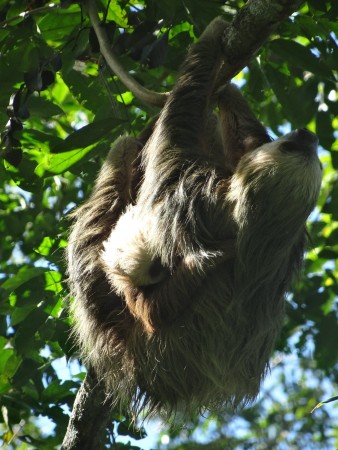 Sloth in the garden