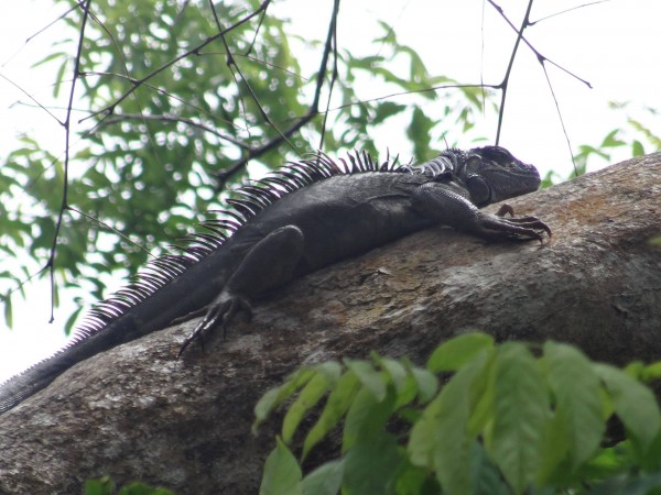 Iguana having a sun bath