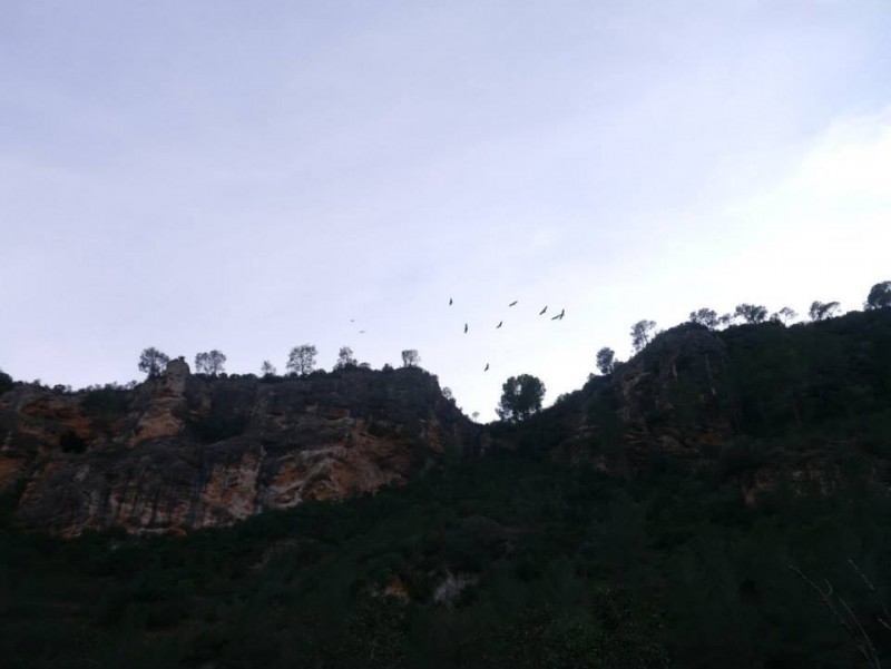 Griffon vultures 