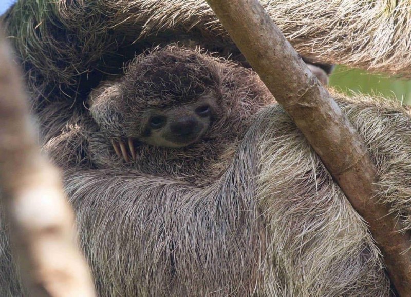 baby sloth we could watch from our master bedroom