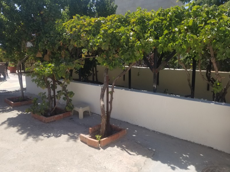 Sitting area outside under grape vines