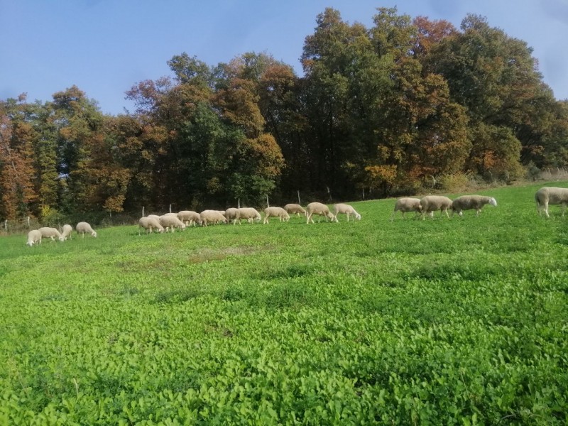 sheepsin land